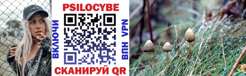 Псилоцибиновые грибы Psilocybine cubensis  сайты даркнета официальный сайт  Черногорск 